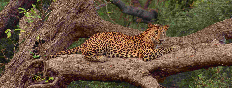 Sri Lanka, Wild Life